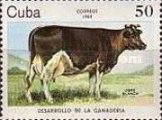 Black-and-white Cow (Bos primigenius taurus)