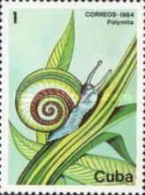 Cuban Painted Snail (Polymita picta)