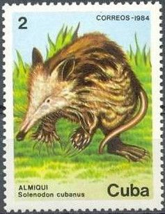 Cuban Solenodon (Solenodon cubanus)