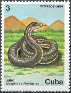 Cuban Racer (Alsophis cantherigerus)