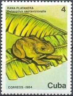Cuban Treefrog (Osteopilus septentrionalis)