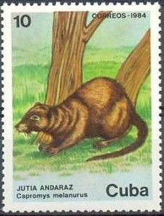 Black-tailed Hutia (Capromys melanurus)