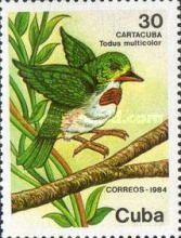 Cuban Tody (Todus multicolor)