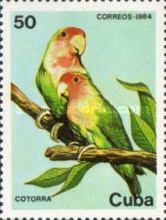 Rosy-faced Lovebird (Agapornis roseicollis)