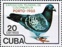 Carrier Pigeon (Columba livia forma domestica)