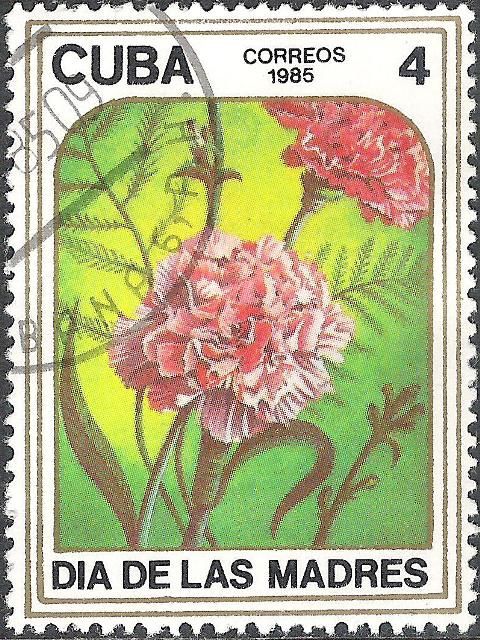 Dianthus