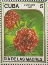 Dahlia