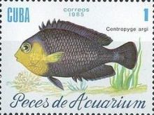 Cherubfish (Centropyge argi)