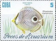 Foureye Butterflyfish (Chaetodon capistratus)