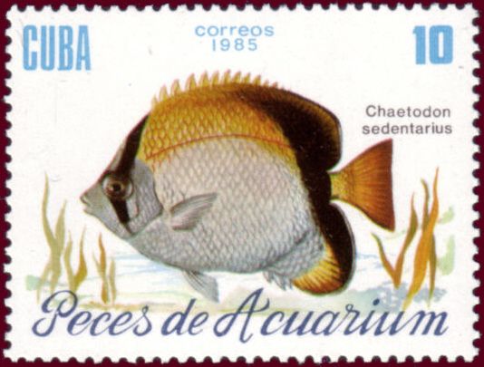Reef Butterflyfish (Chaetodon sedentarius)