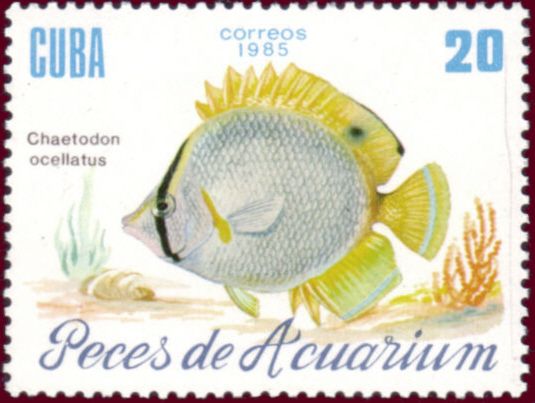 Spotfin Butterflyfish (Chaetodon ocellatus)