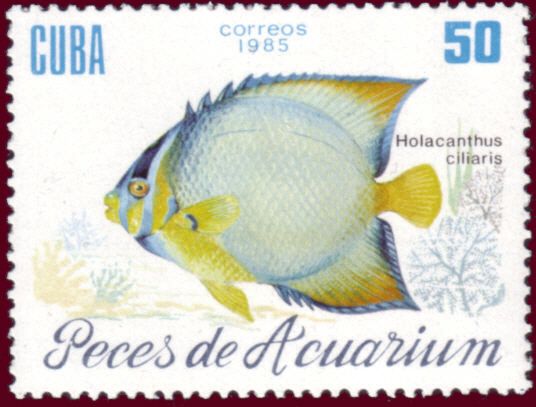 Queen Angelfish (Holacanthus ciliaris)