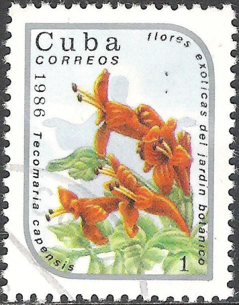 Tecomaria capensis