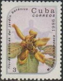 Michelia champaca