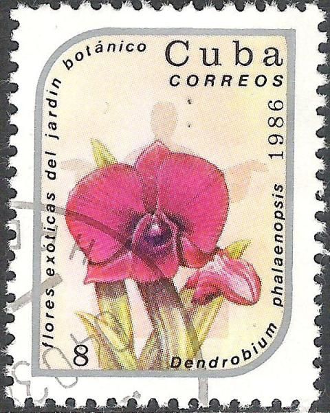 Dendrobium phalaenopsis