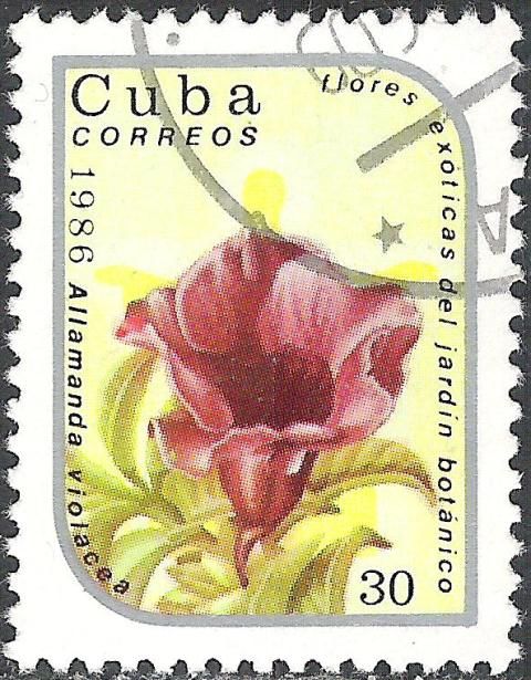 Allamanda violacea