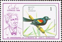 Red-shouldered Blackbird (Agelaius assimilis)