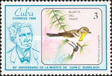 Olive-capped Warbler (Setophaga pityophila)