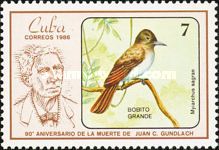 La Sagra's Flycatcher (Myiarchus sagrae)