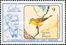 Cuban Golden Warbler (Dendroica petechia gundlachi)
