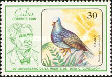 Grey-headed Quail-dove (Geotrygon caniceps)