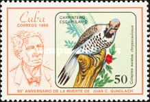 Northern Cuban Flicker (Colaptes auratus chrysocaulosus)