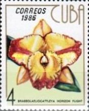 Brassolaeliocattleya horizon flight