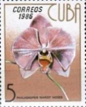 Phalaenopsis margit moses