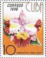 Laeliocattleya prism palette