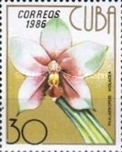 Phalaenopsis violacea