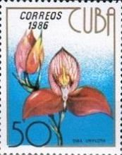 Disa uniflora