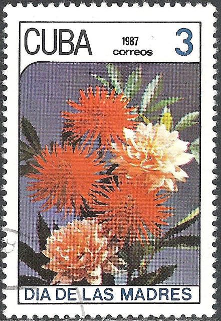 Dahlias