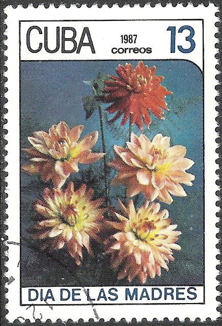 Decorative dahlias