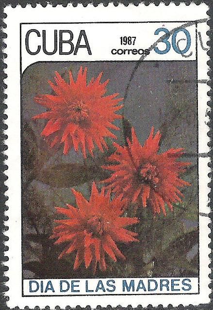 Cactus dahlias