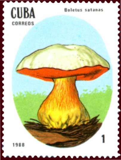 Boletus satanas