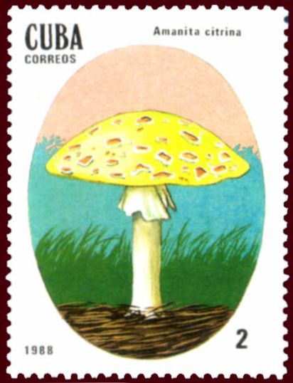 Amanita citrina