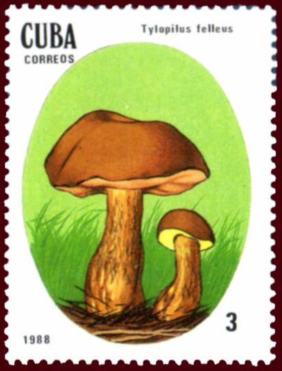 Tylopilus felleus