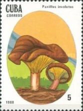 Paxillus involutus