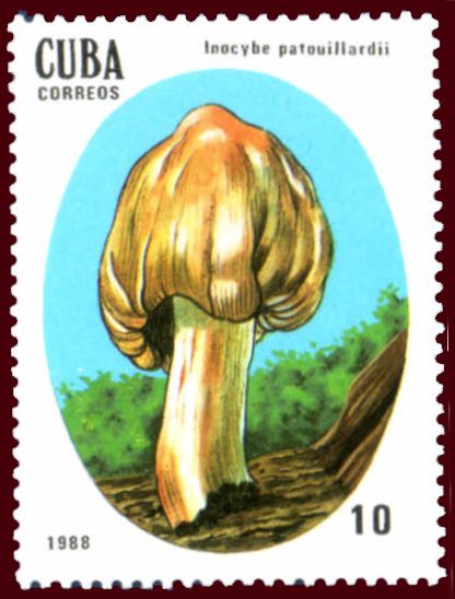 Inocybe patouillardii