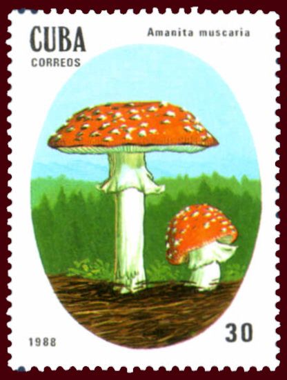 Amanita Muscaria
