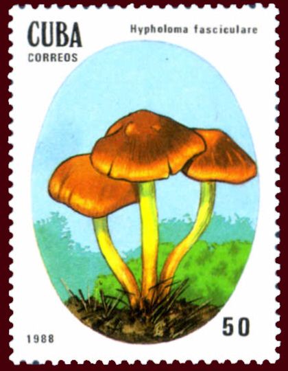 Sulphur Tuft (Hypholoma fasciculare)