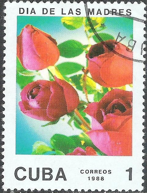 Roses
