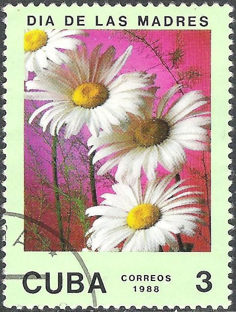 Daisy