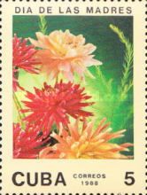 Dahlias