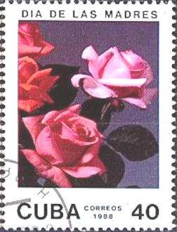 Pink roses