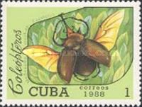 Elephant Beetle (Megasoma elephas)