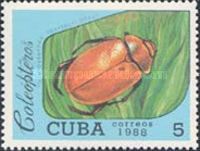 Scarab Beetle (Heterosternus oberthuri)