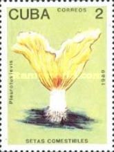 Pleurotus levis