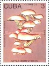Pleurotus floridanus