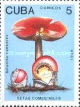 Amanita caesarea